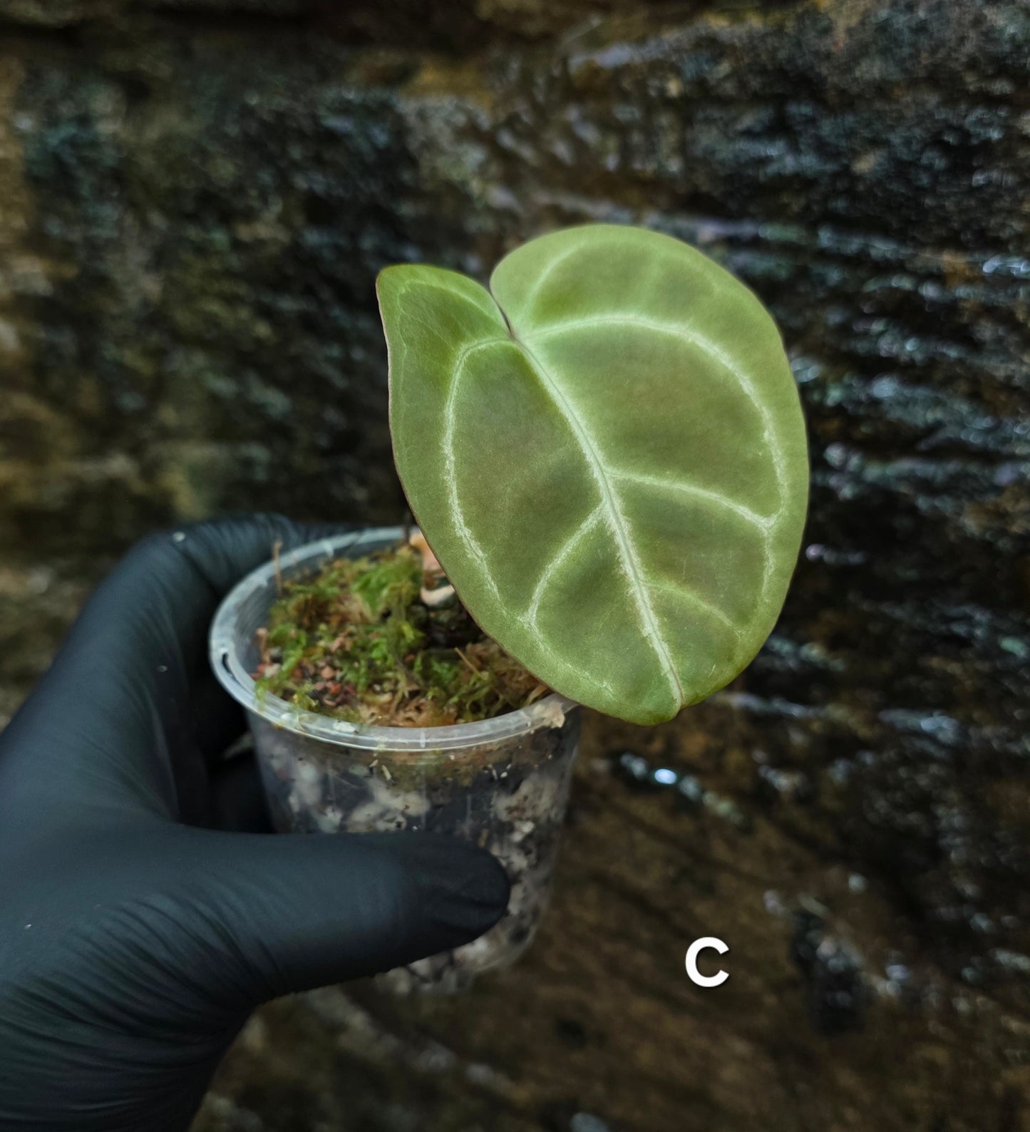 Anthurium Crystallinum hybrids