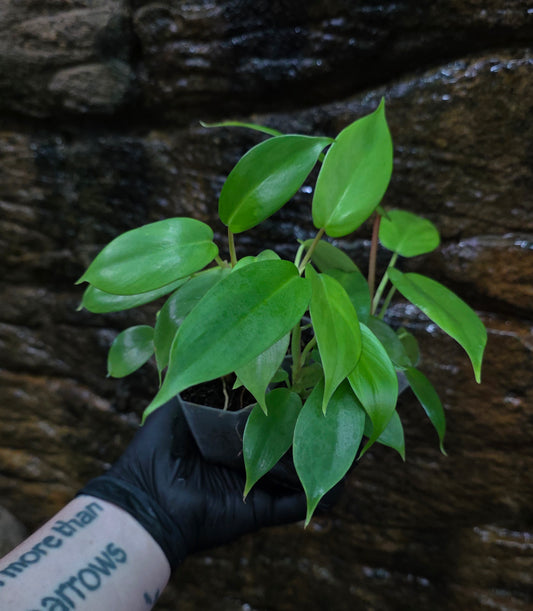 NEW HYBRID* Philodendron Florida Beauty x Squamferium (GREEN)