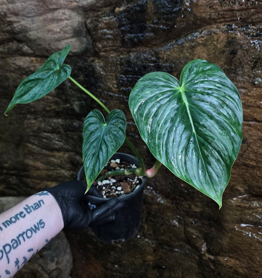 Philodendron Hybrid Philodendron Dean McDowell X Mamei