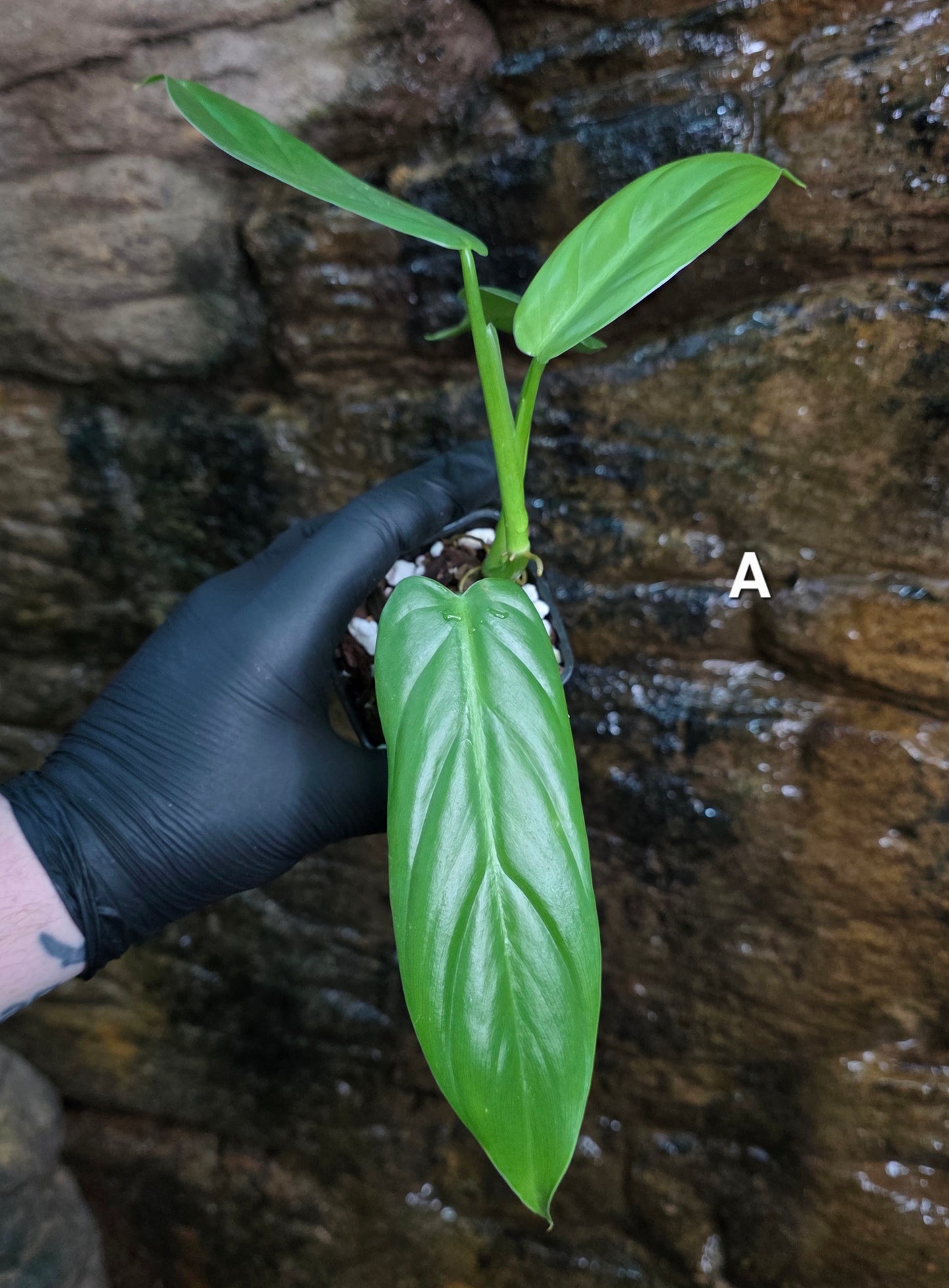 Philodendron Hastatum Green Form