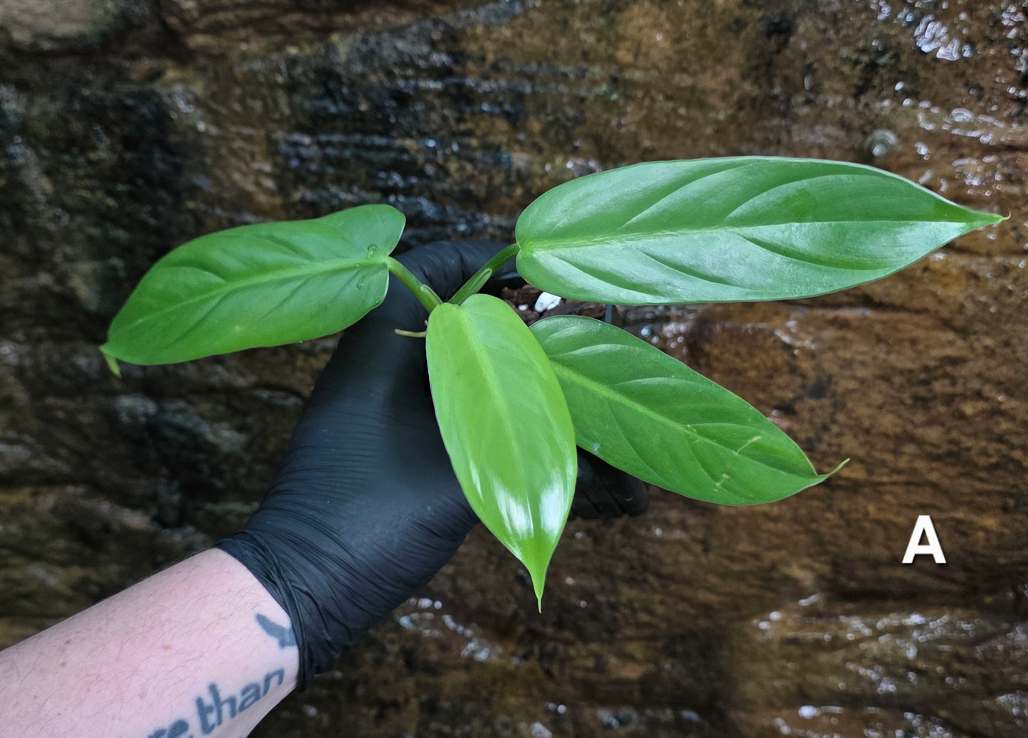 Philodendron Hastatum Green Form