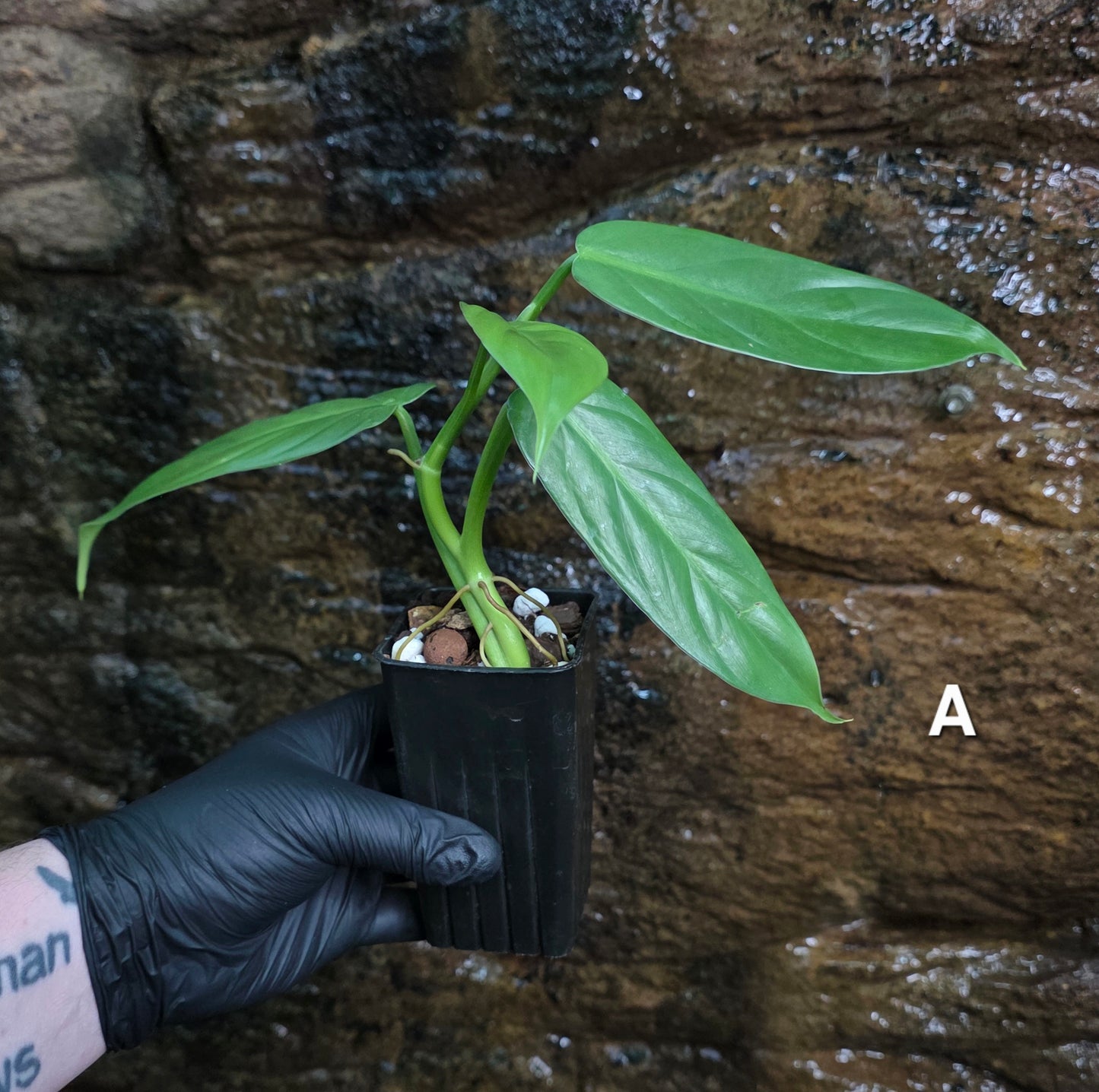 Philodendron Hastatum Green Form
