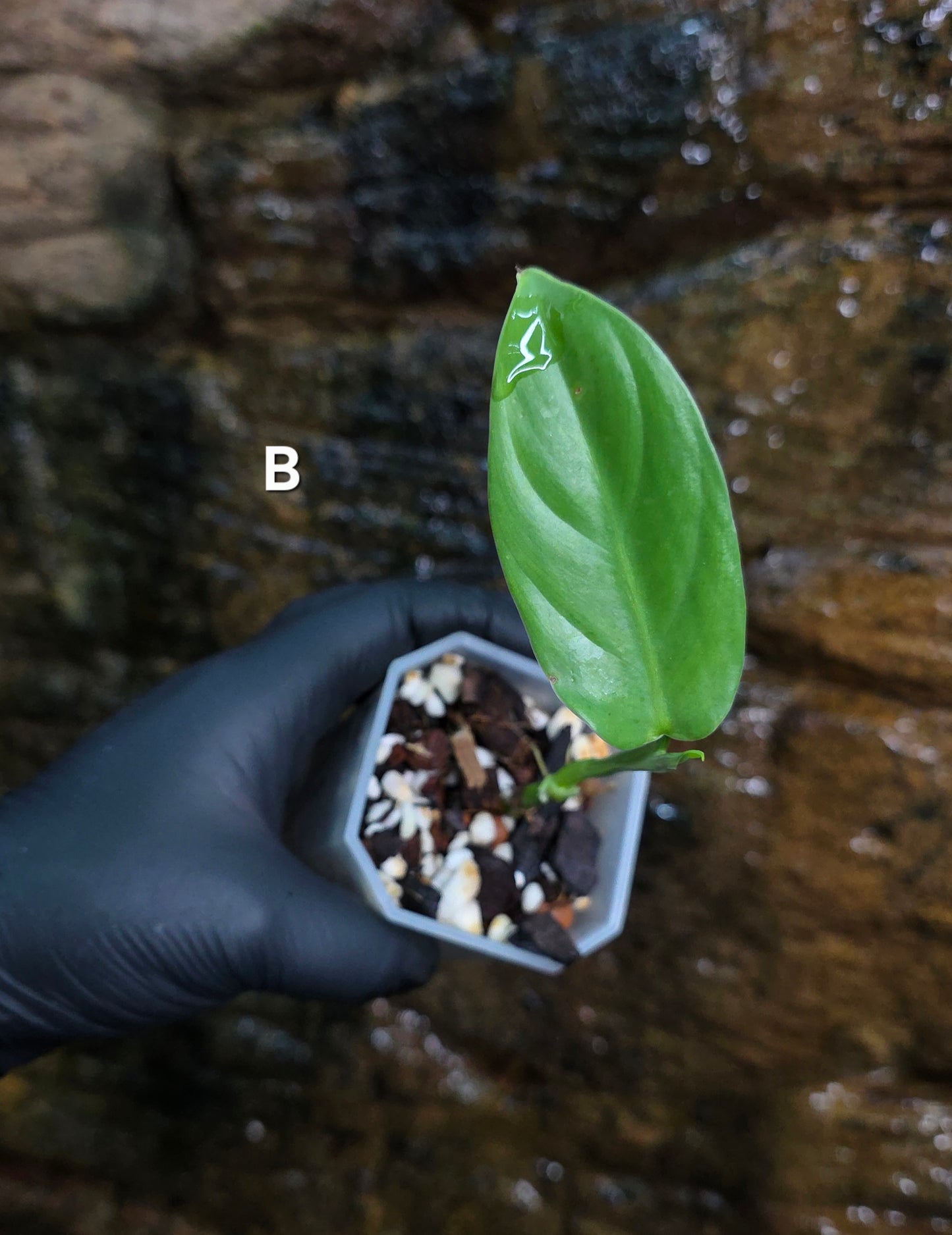 Philodendron Hastatum Green Form