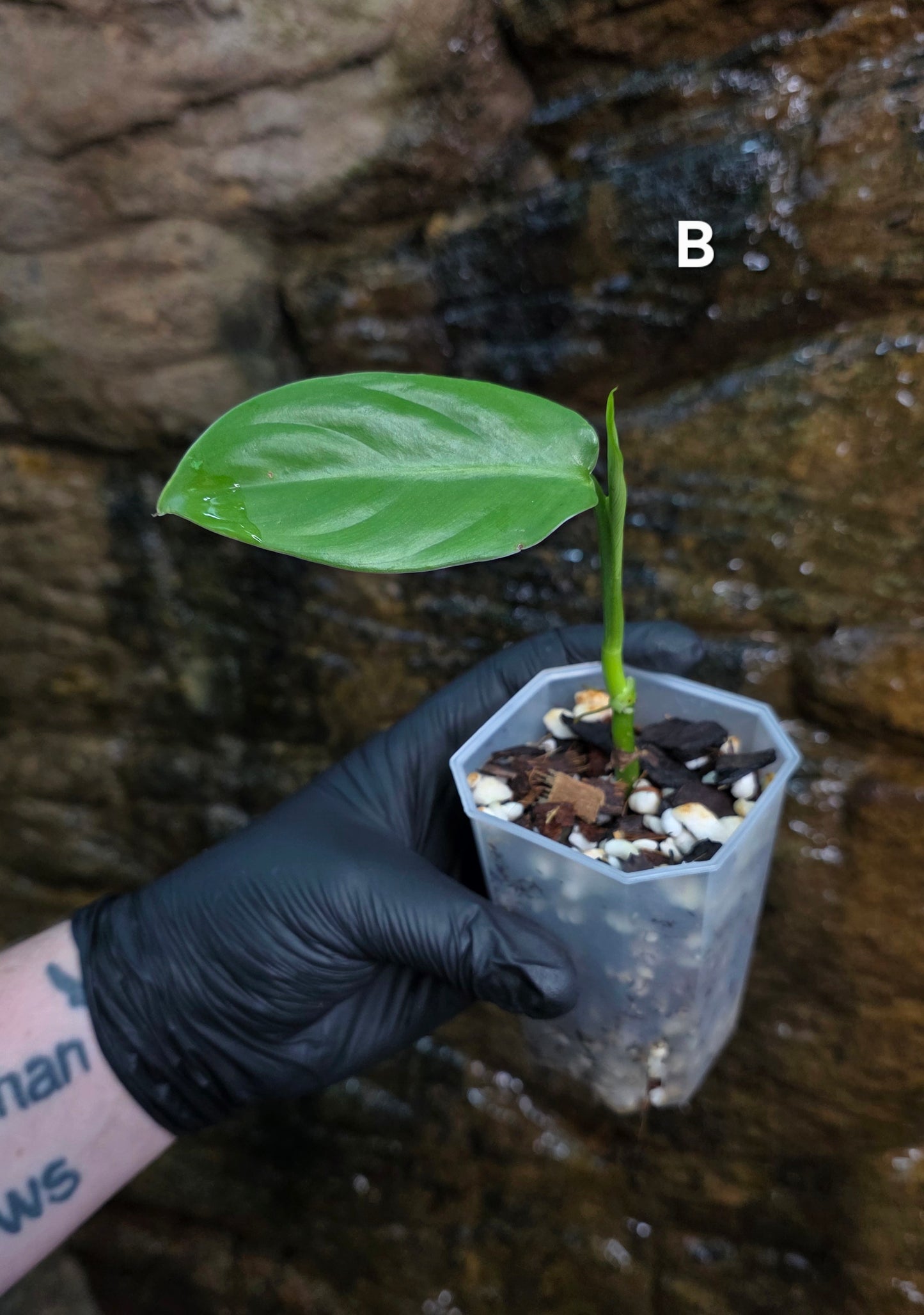 Philodendron Hastatum Green Form