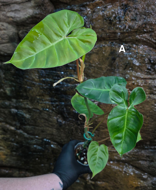 Philodendron Batch I.d " Billicosum " (Verrucosum x Billietiae) EXTRA LARGE