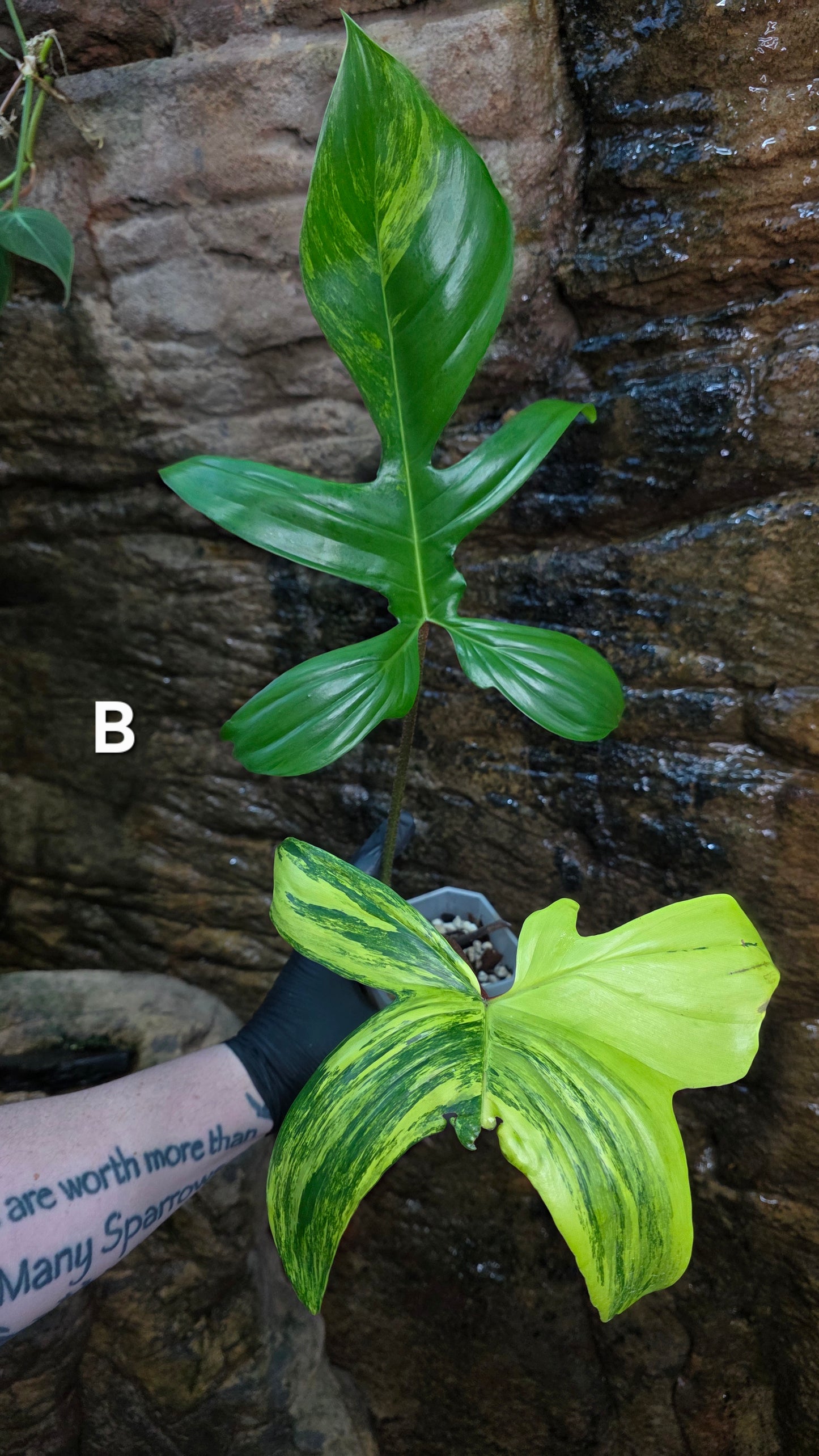 Philodendron Florida Beauty