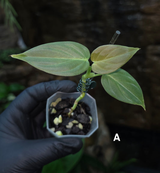 NEW HYBRID* Philodendron Majestic Hybrid seedlings