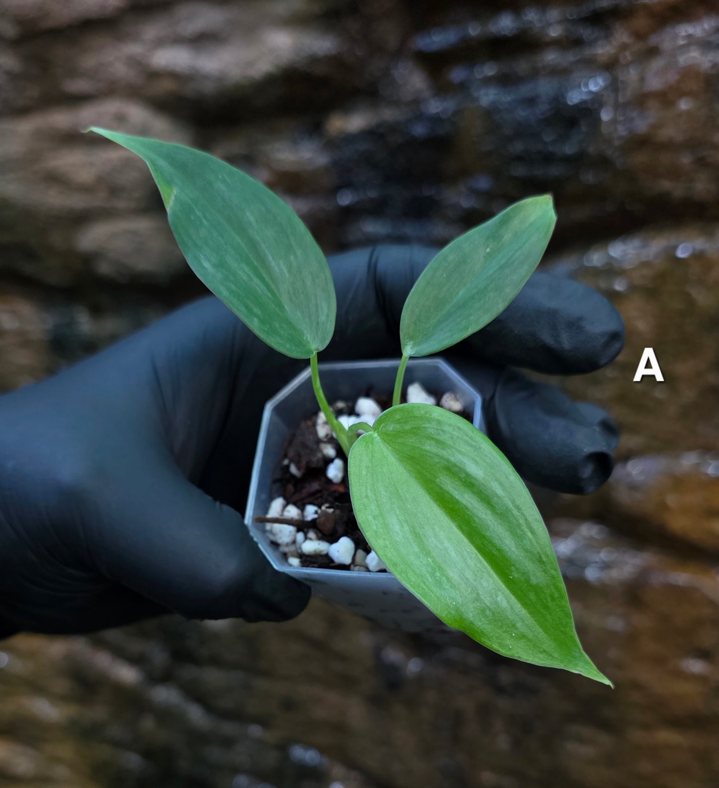 *NEW RELEASE* Philodendron Mamie x Brandtianum