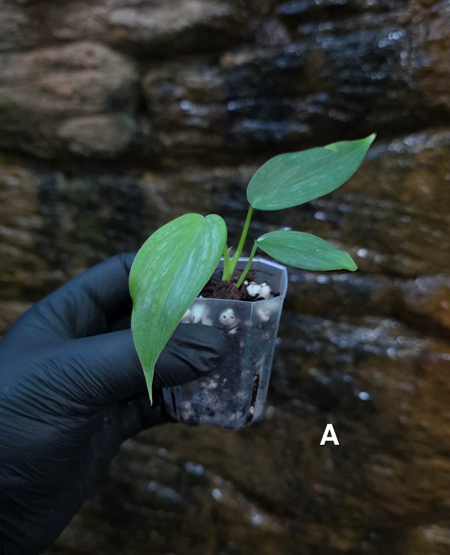*NEW RELEASE* Philodendron Mamie x Brandtianum