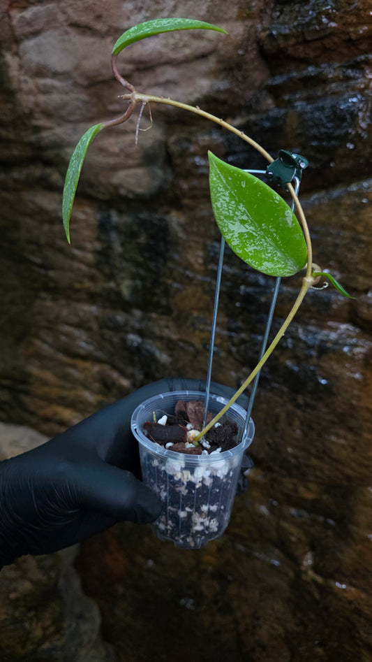Hoya pubicalyx Splash