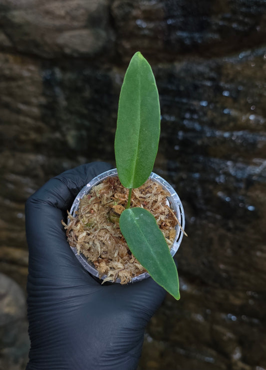 Anthurium Panamense x Warocqueanum