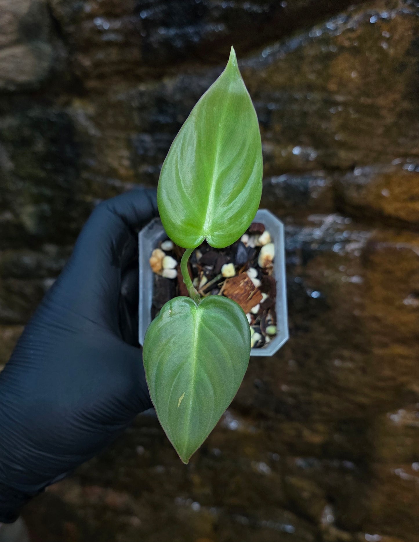 NEW HYBRID* Philodendron Dean McDowell x Glorious