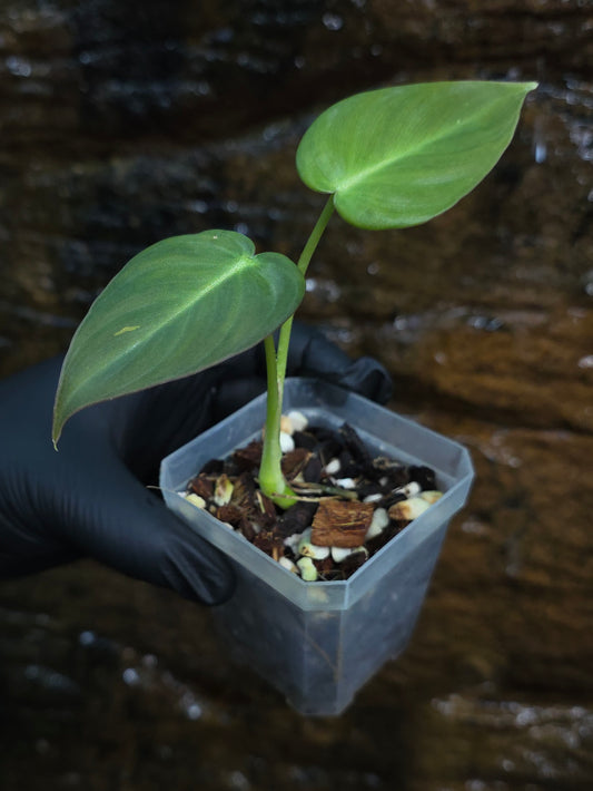 NEW HYBRID* Philodendron Dean McDowell x Glorious
