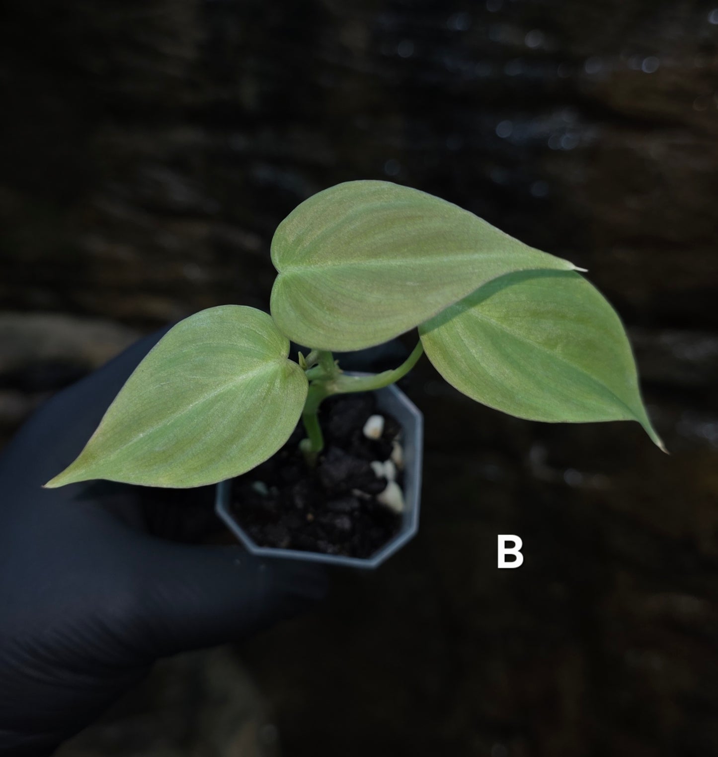 NEW HYBRID* Philodendron Majestic Hybrid seedlings