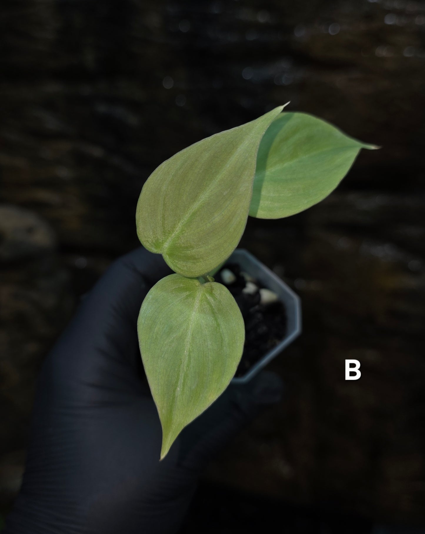 NEW HYBRID* Philodendron Majestic Hybrid seedlings