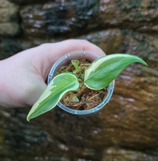 Philodendron Rio