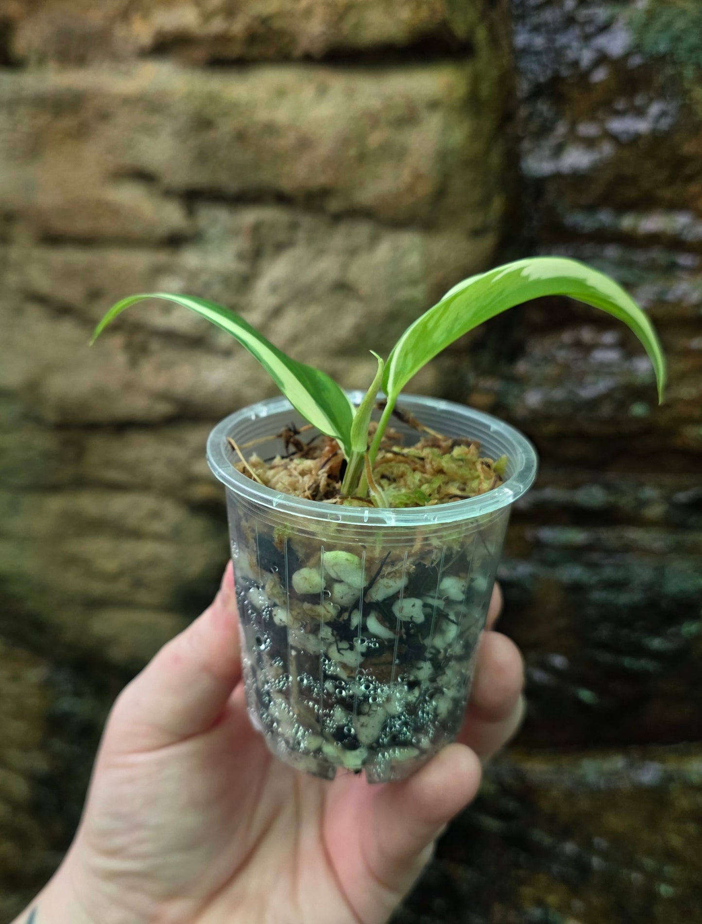 Philodendron Rio