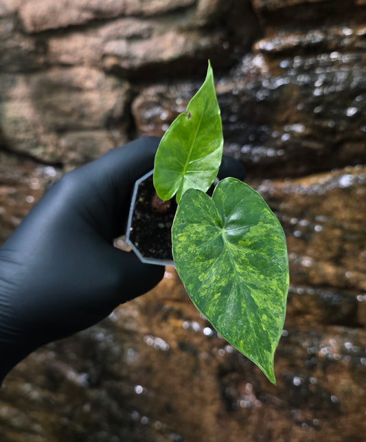 Alocasia Gageana Aurea