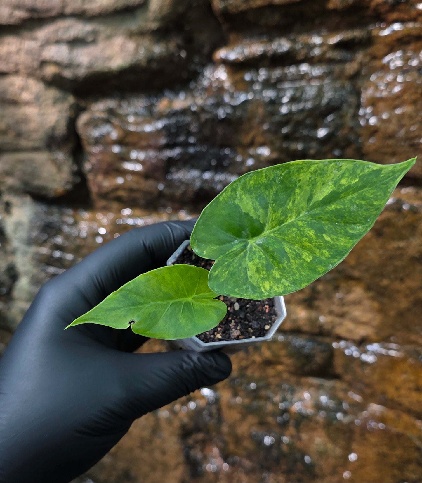 Alocasia Gageana Aurea