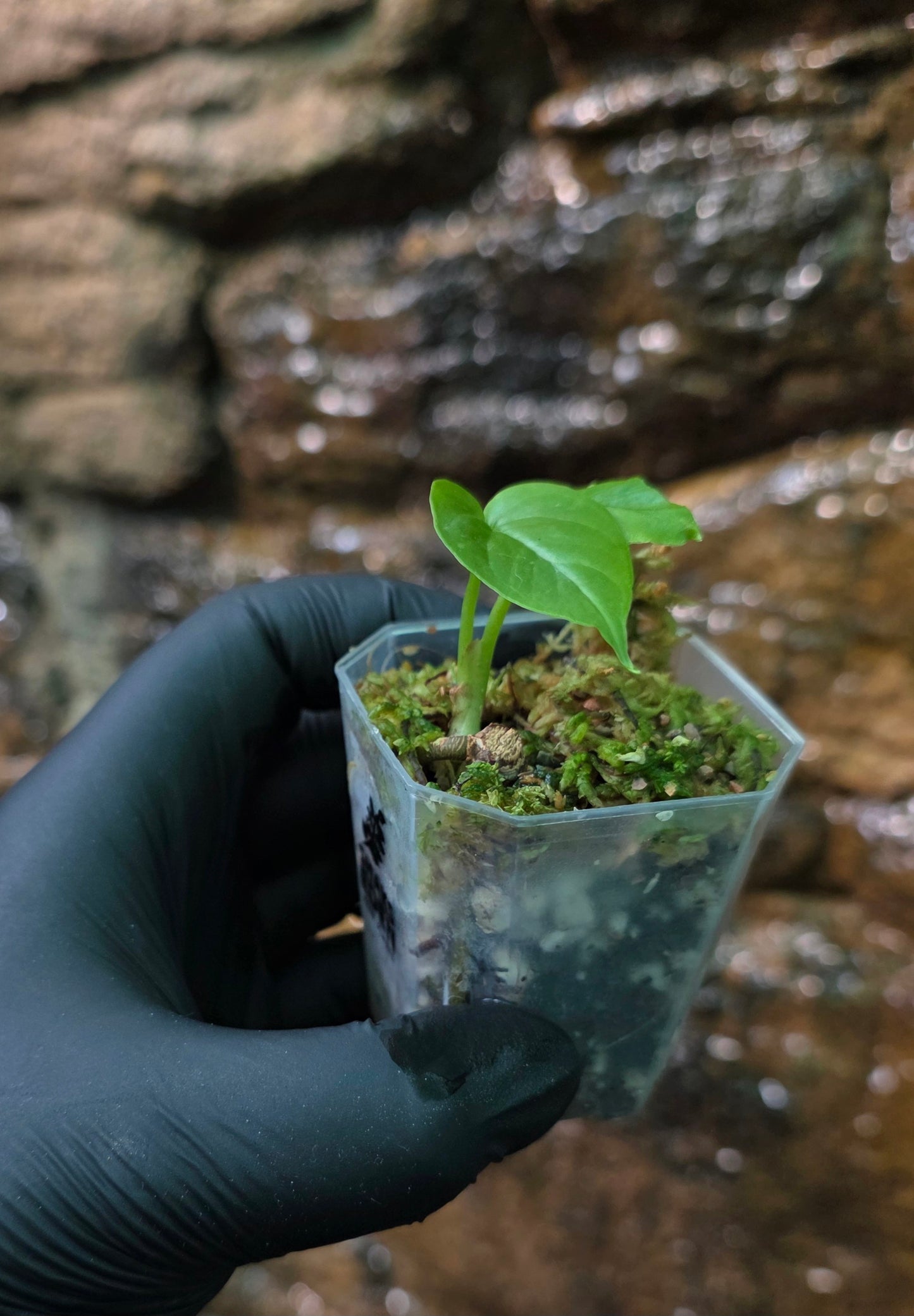 Anthurium Balaoanum