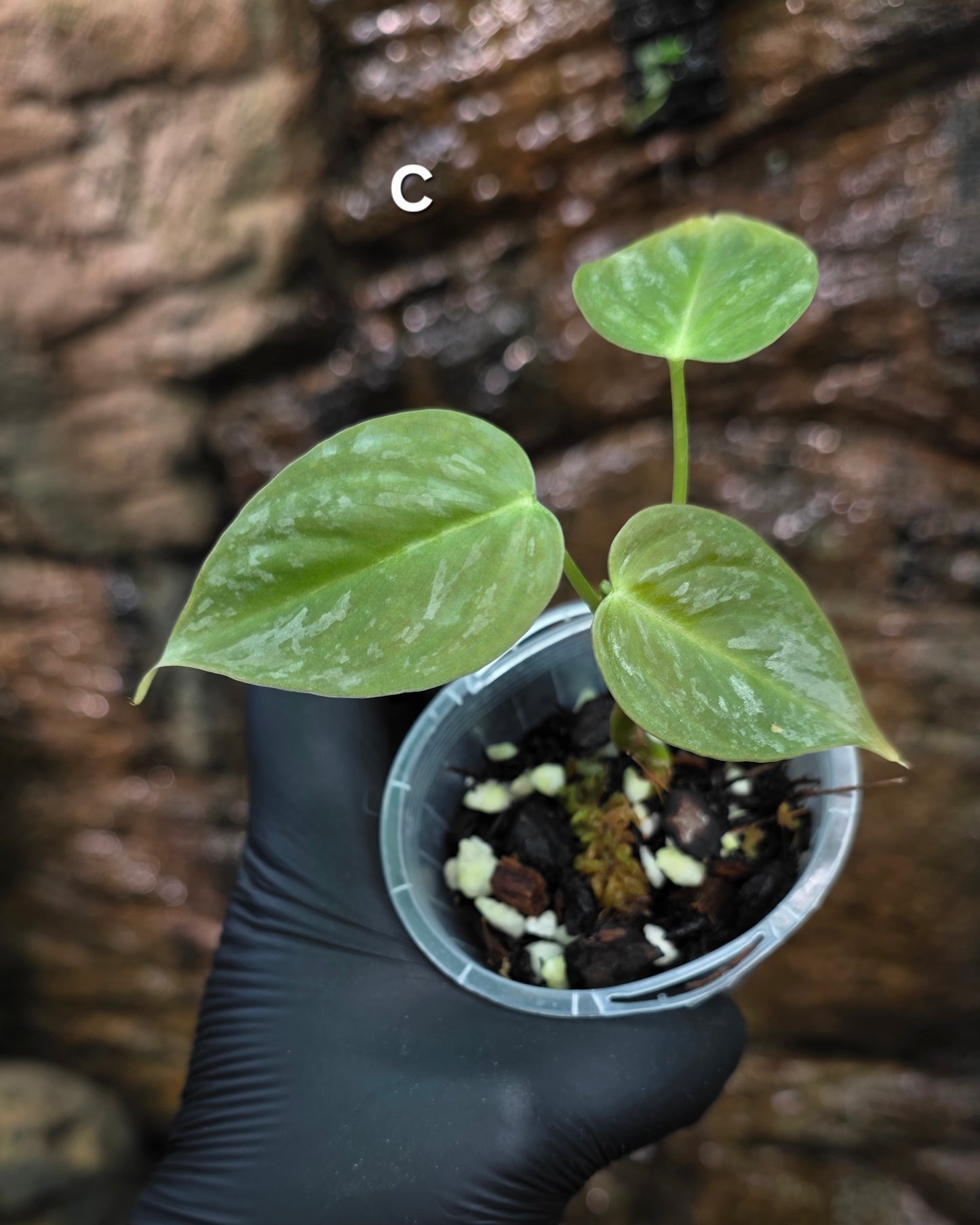 NEW HYBRID* Philodendron Majestic Hybrid seedlings