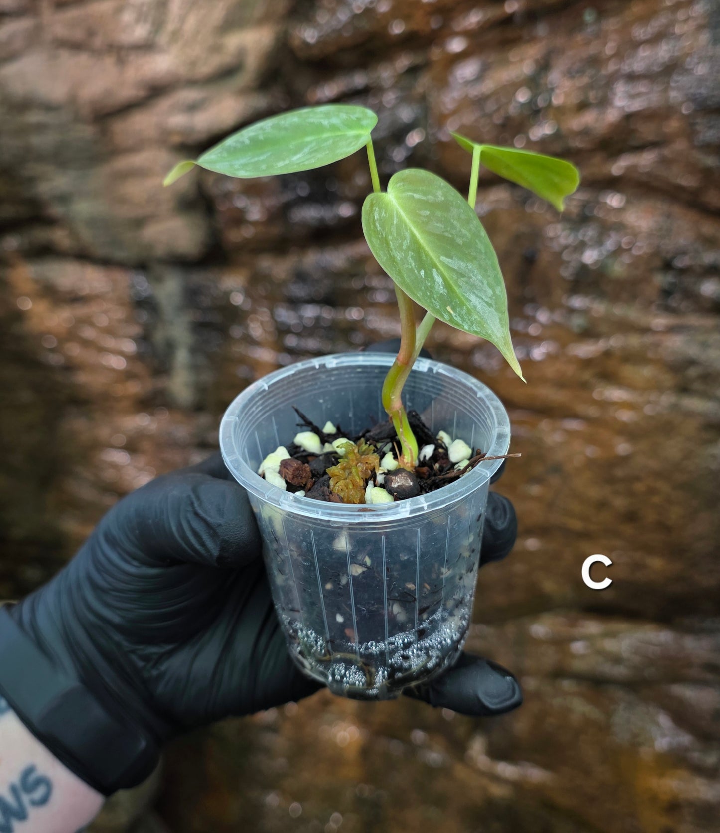 NEW HYBRID* Philodendron Majestic Hybrid seedlings