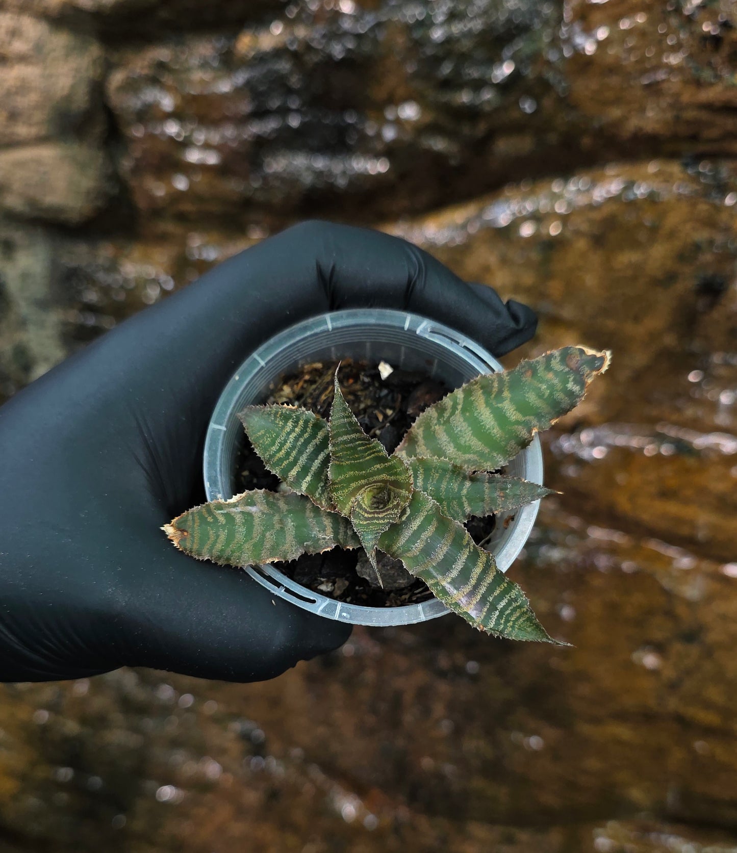 Bromeliad