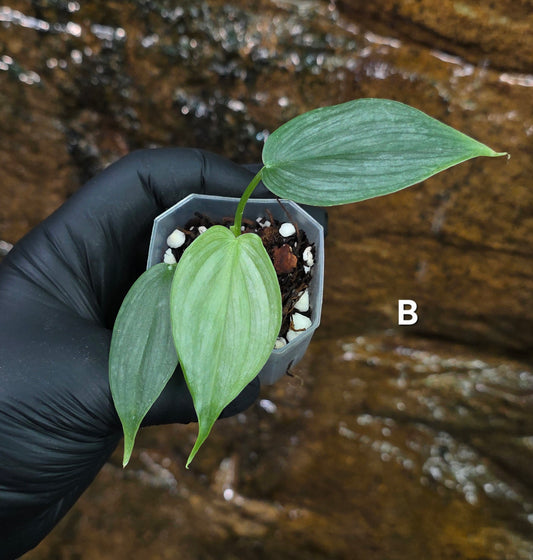 *NEW RELEASE* Philodendron Mamie x Brandtianum