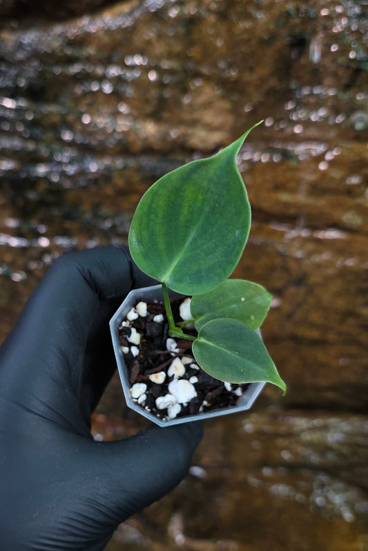 Philodendron Lupinum