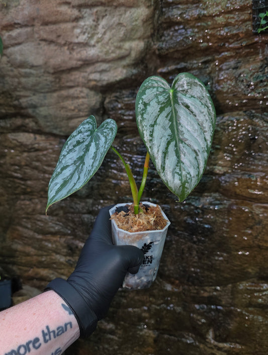 Philodendron Brandtianum