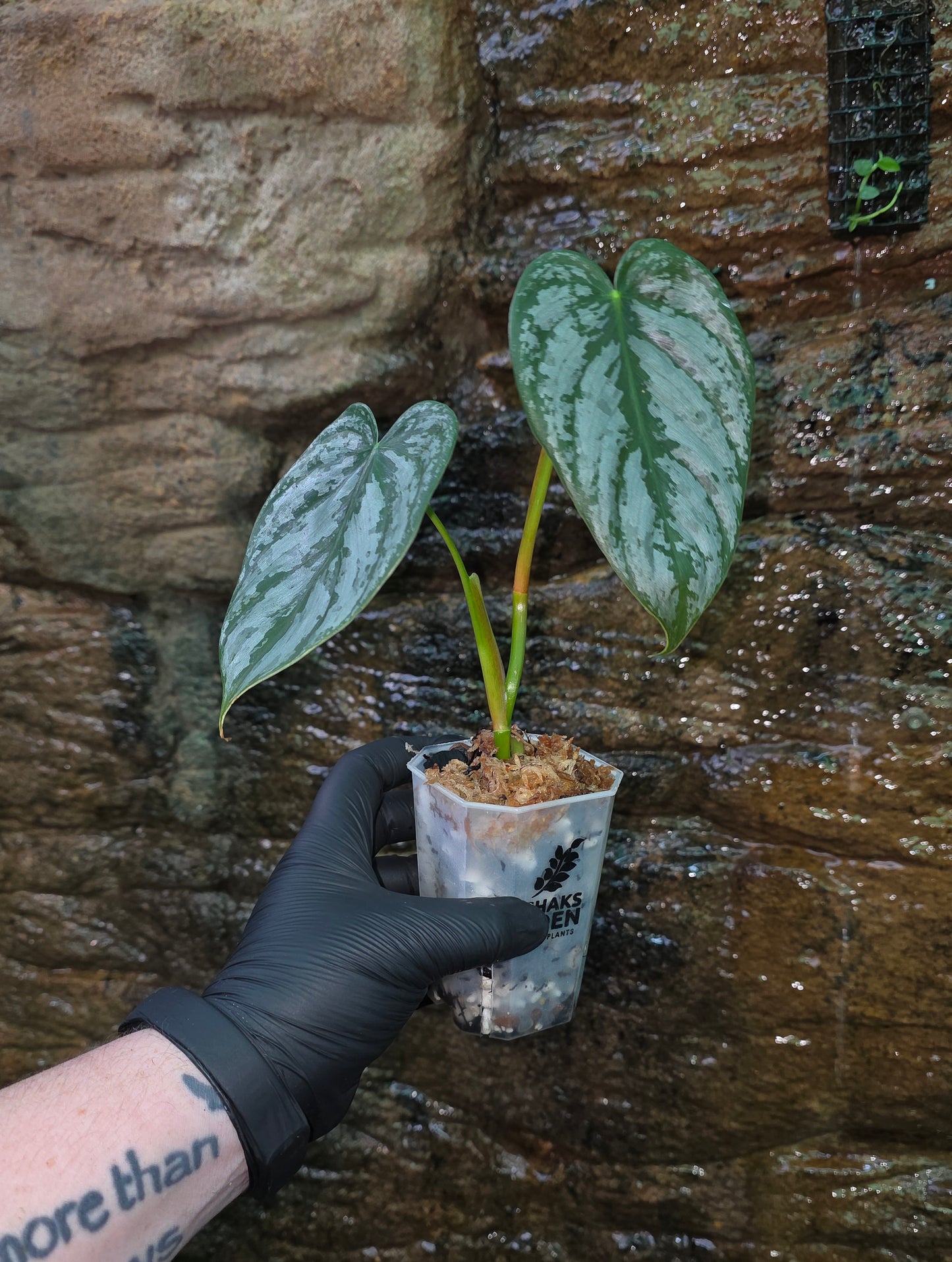 Philodendron Brandtianum