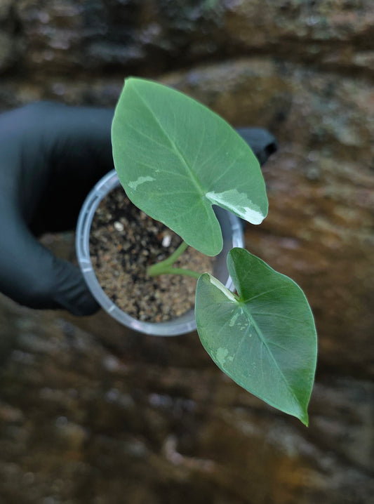 Variegated Alocasia Macrorrhiza albo