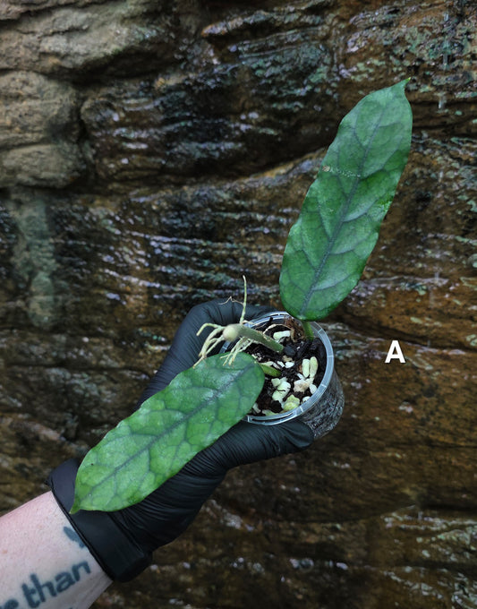 Hoya Villosa