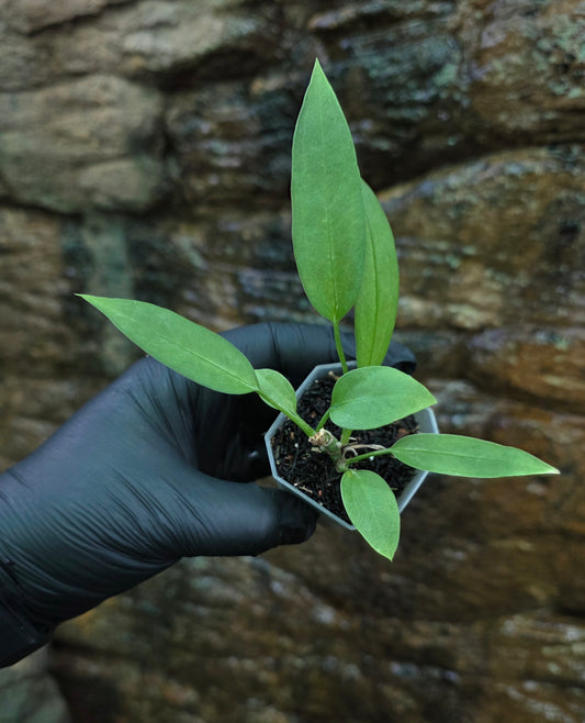 Anthurium Vittariifolium