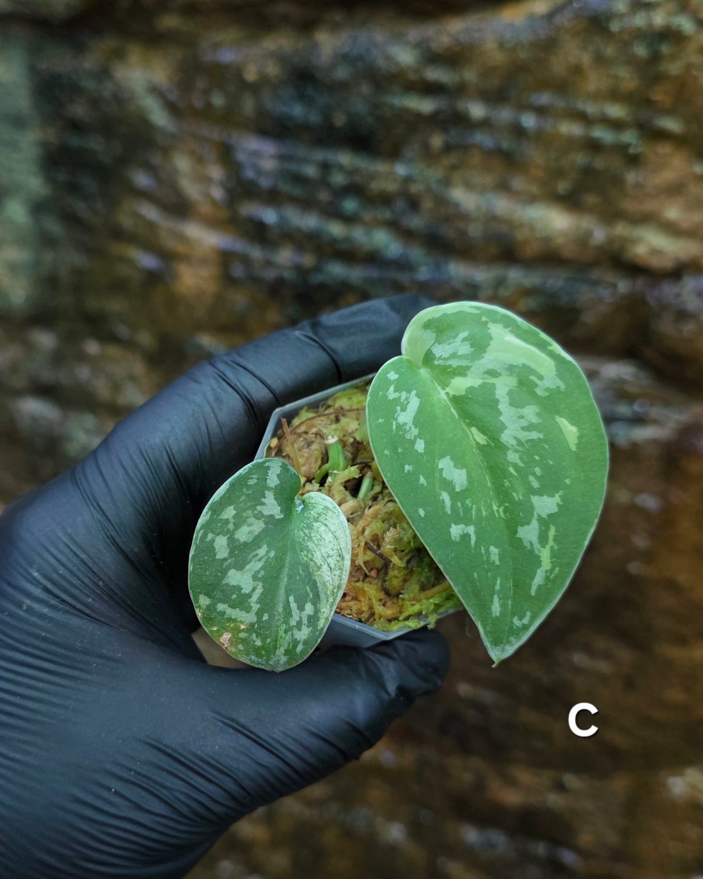 Variegated Scindapsus Mayari