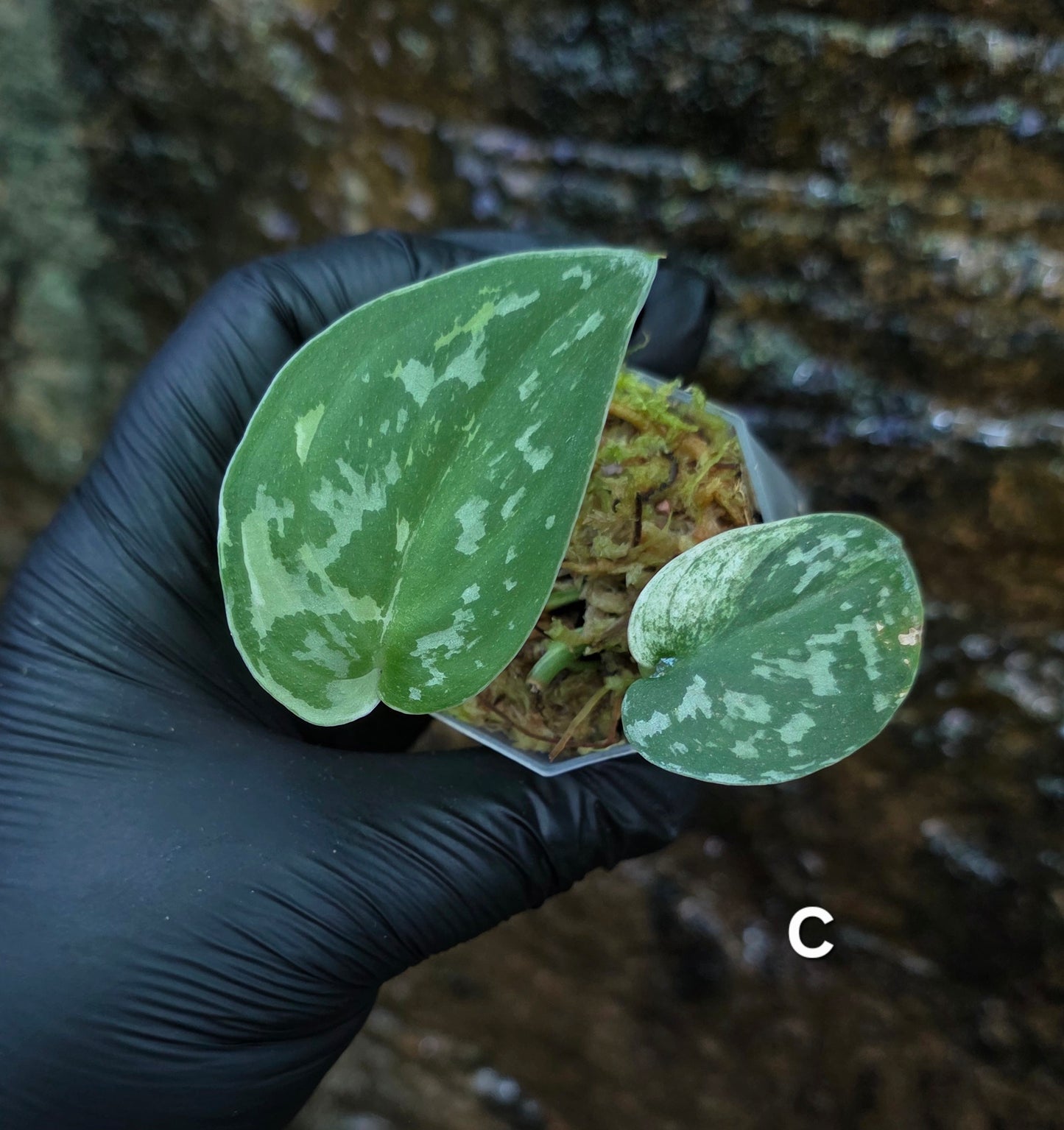 Variegated Scindapsus Mayari