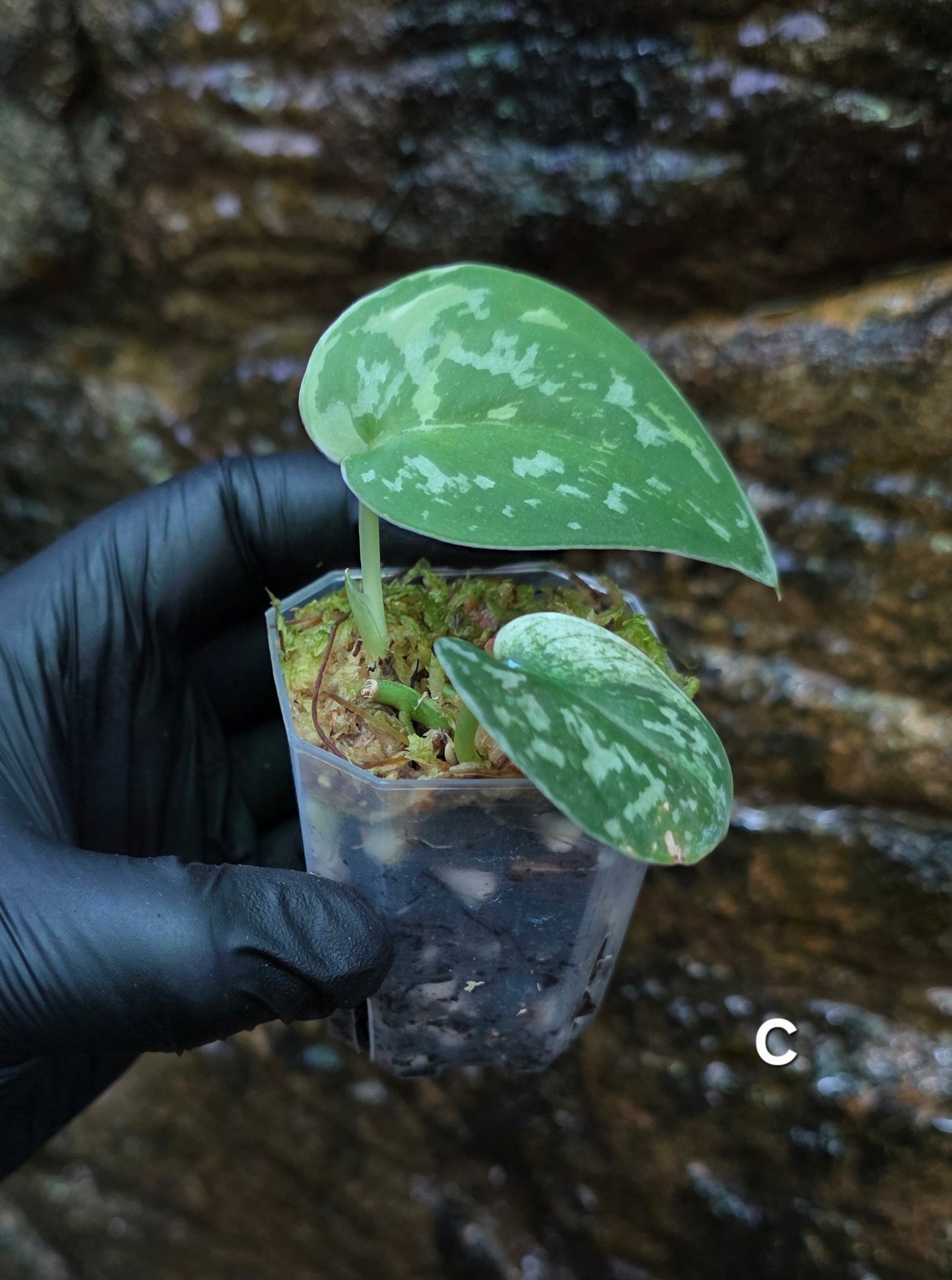 Variegated Scindapsus Mayari