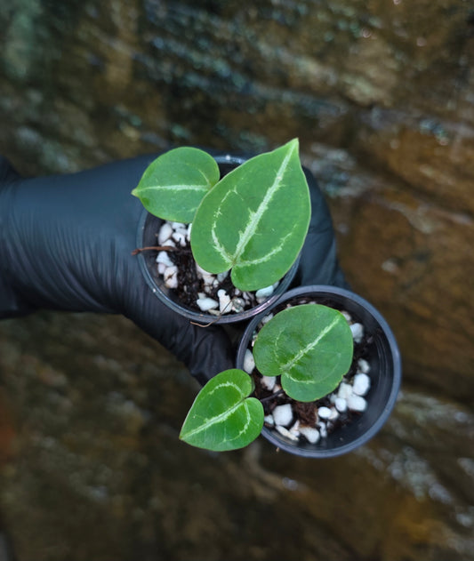 Anthurium Crystallinum hybrid seedlings