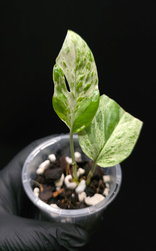 Epipremnum Pinnatum Marble King