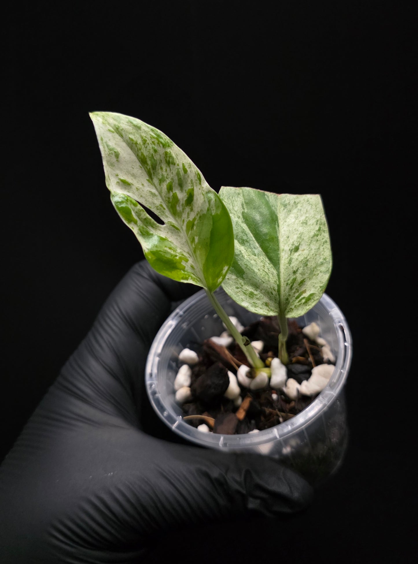 Epipremnum Pinnatum Marble King