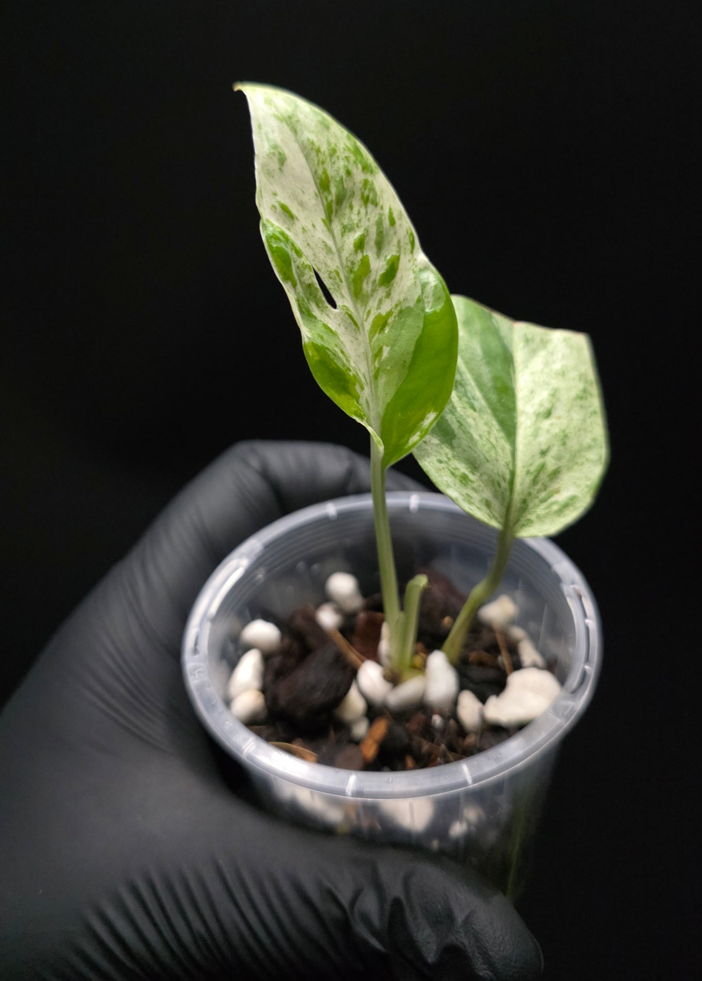 Epipremnum Pinnatum Marble King