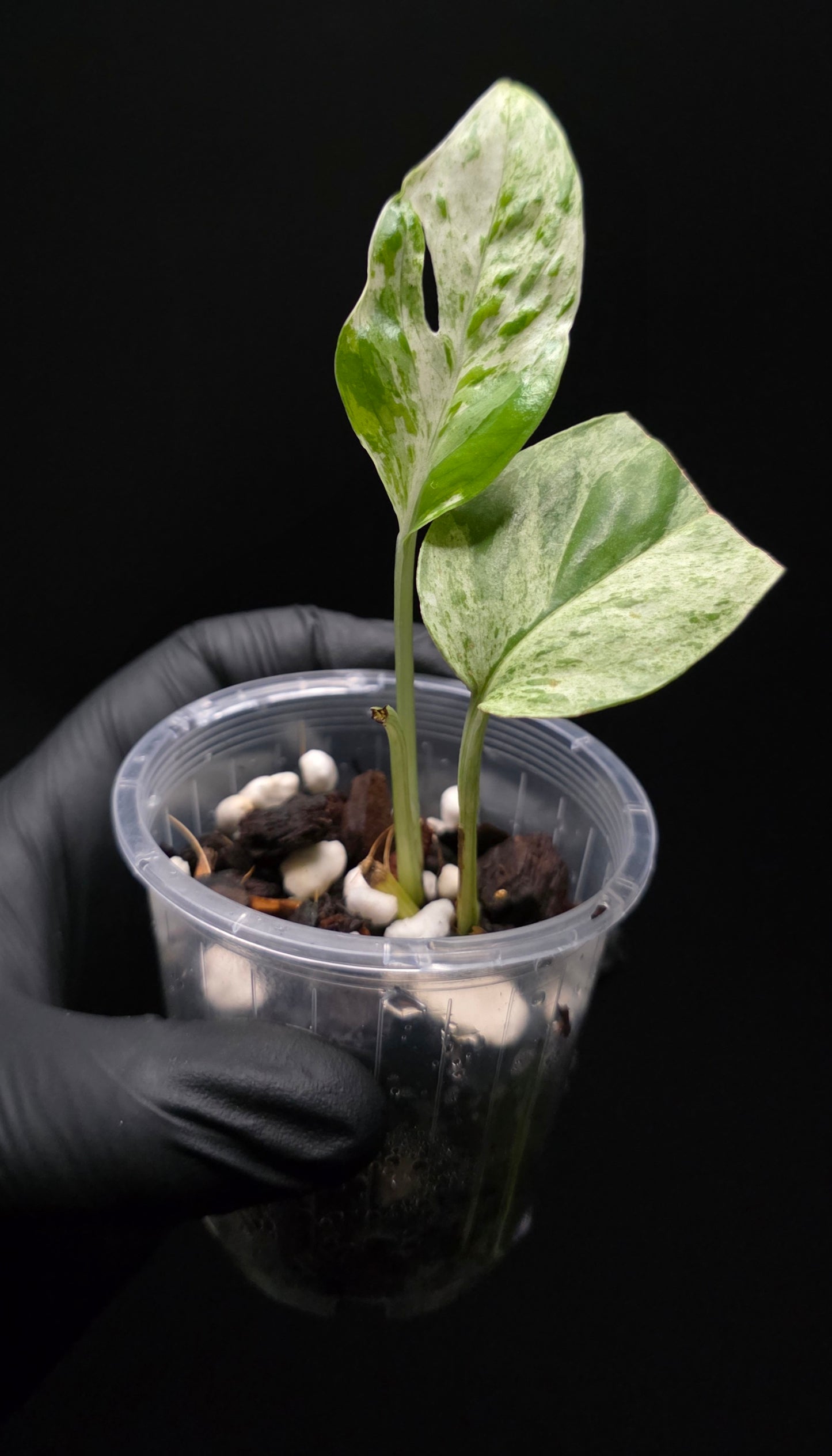 Epipremnum Pinnatum Marble King