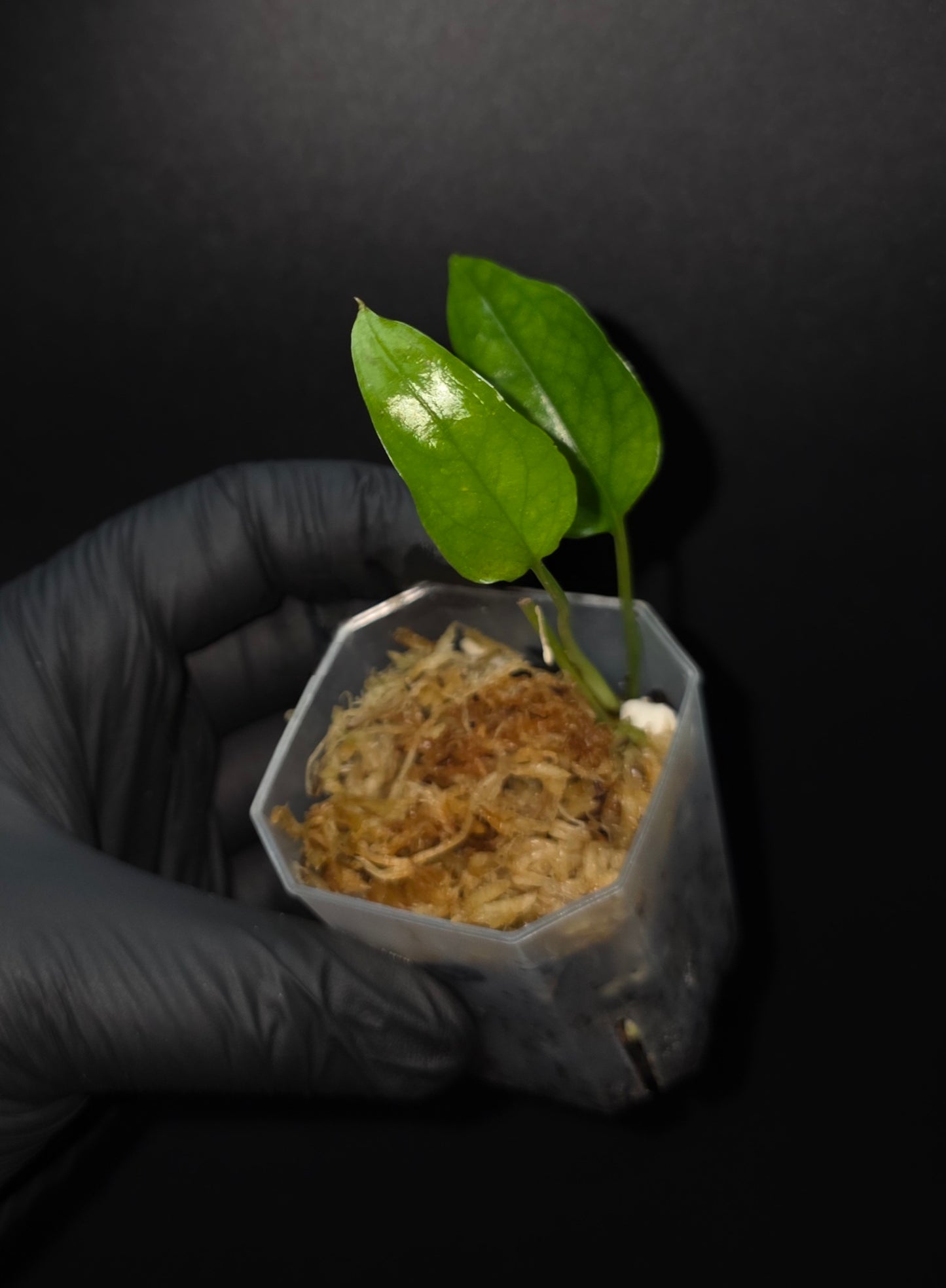 Epipremnum Skeleton Key