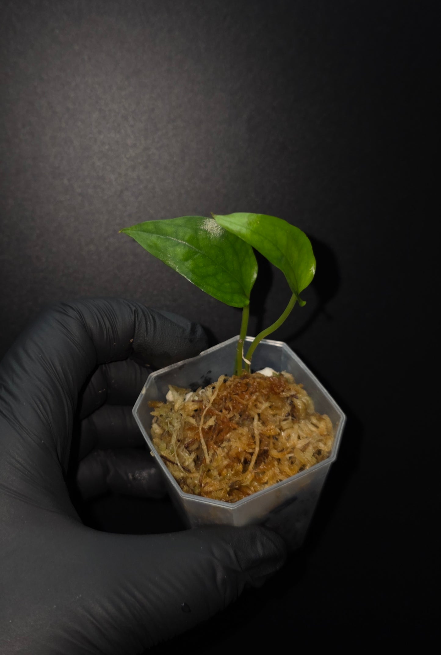 Epipremnum Skeleton Key
