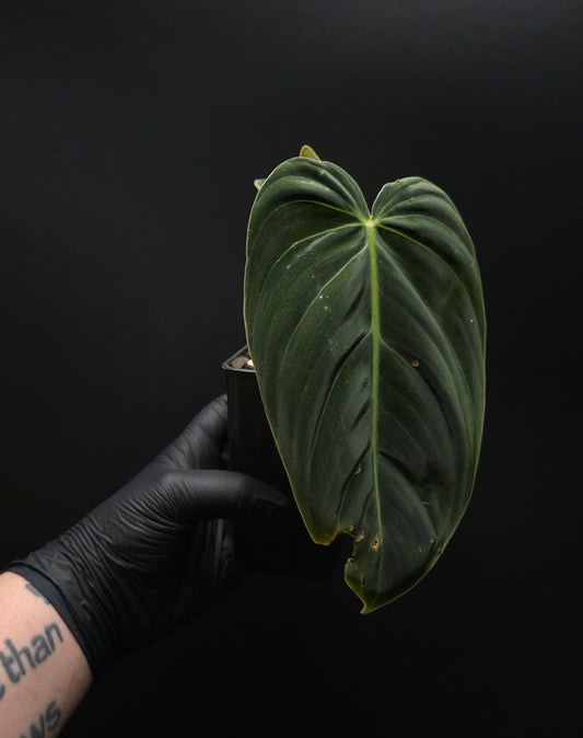 Philodendron Melanochrysum