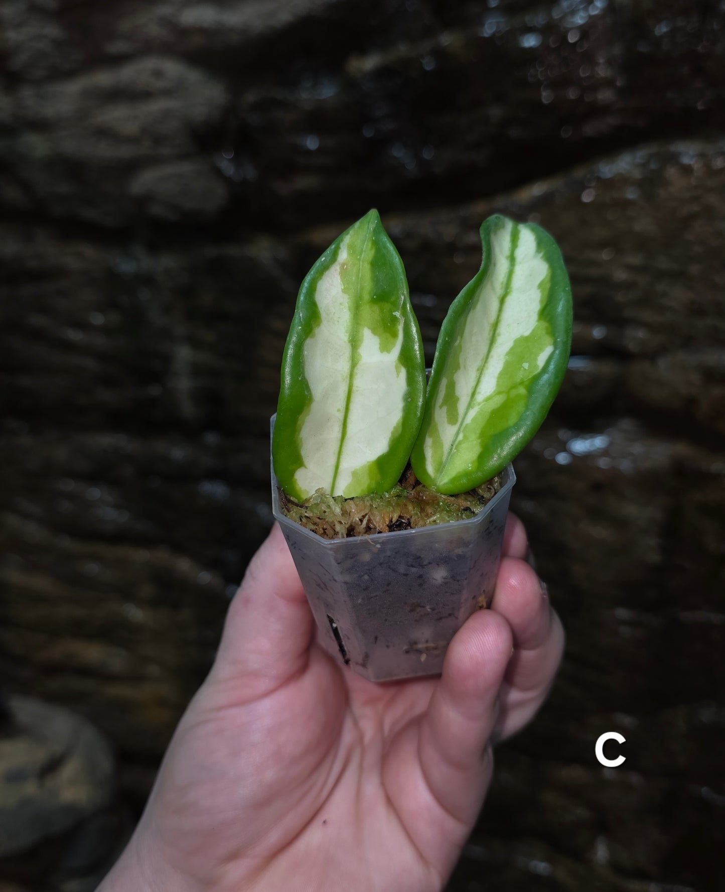 Hoya Krimson Princess