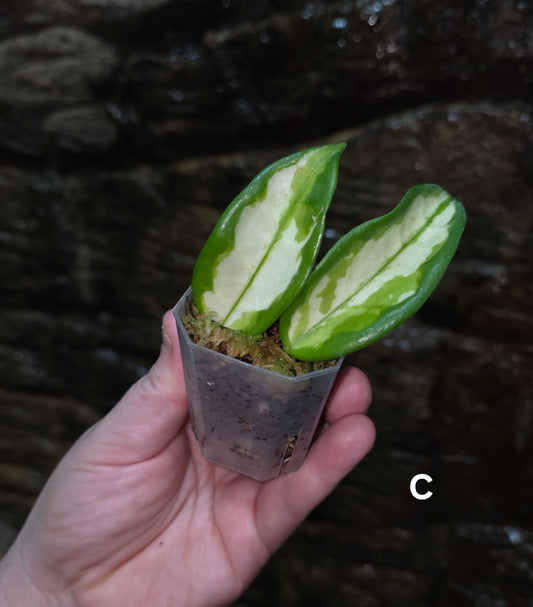 Hoya Krimson Princess