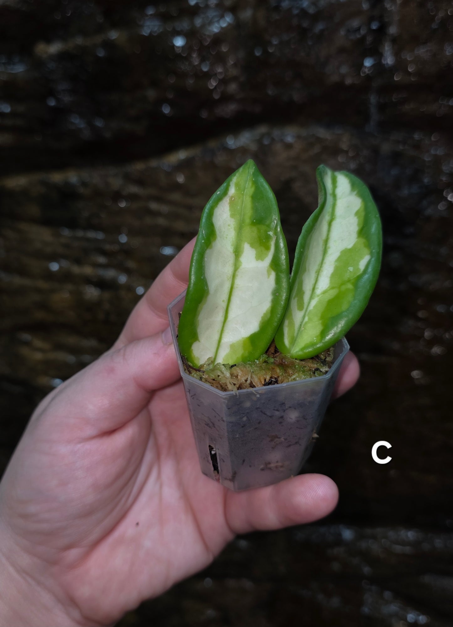 Hoya Krimson Princess