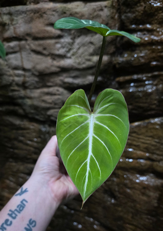 Philodendron Gloriosum "White Veins"