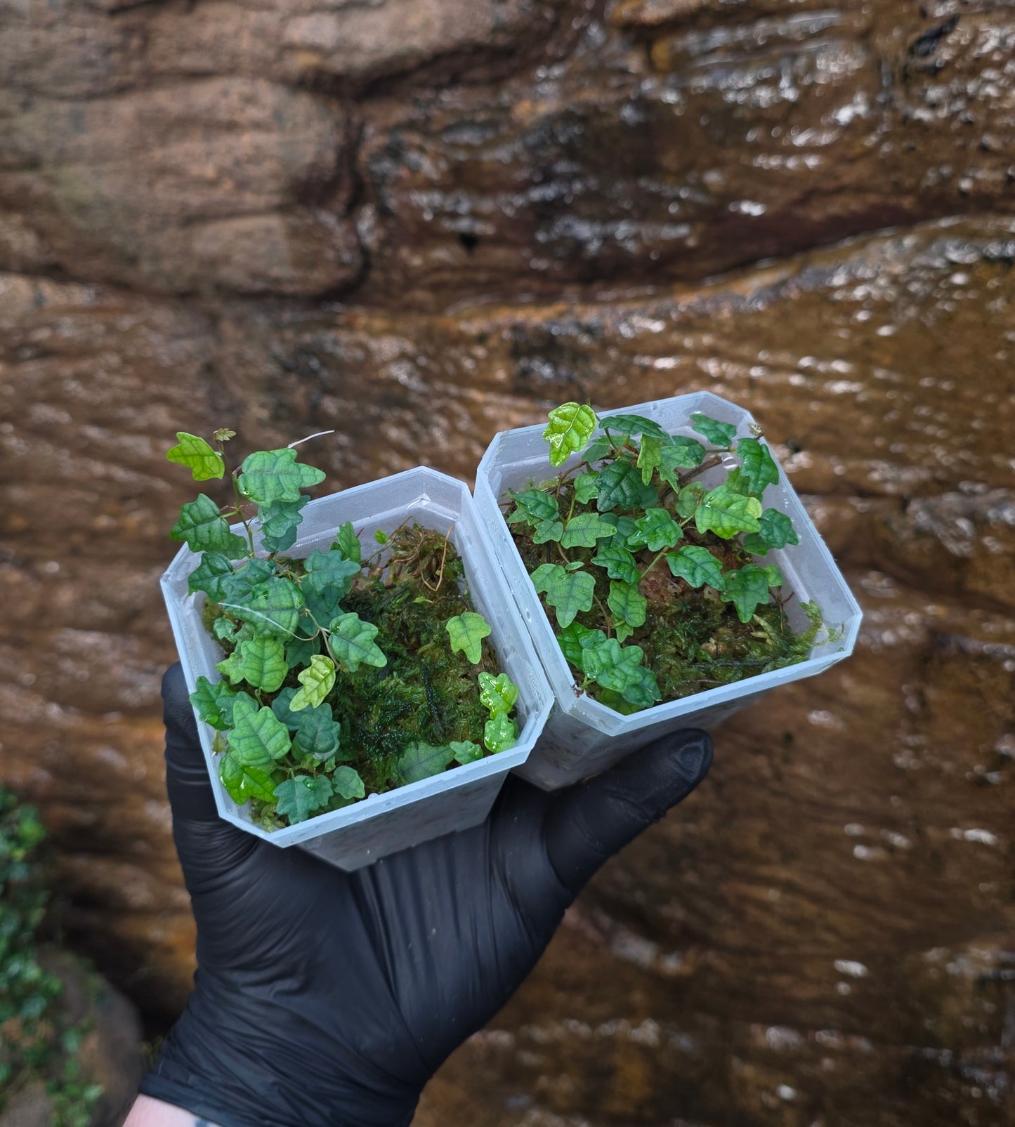 String of frogs / Ficus pumila " Quercifolia "